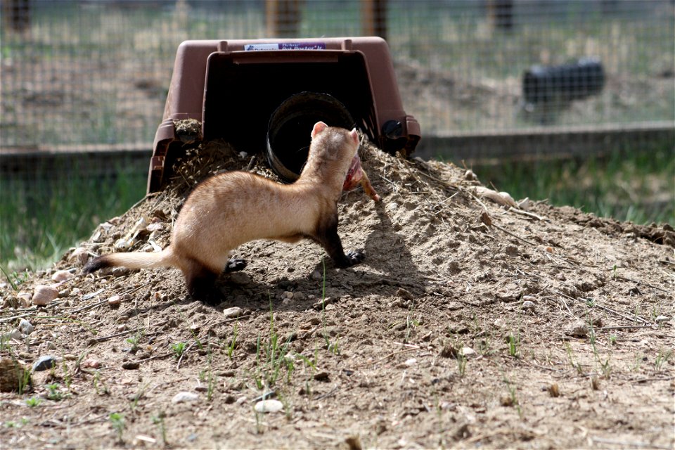 In the summer of 2012, USFWS Region 6 interns visited the National Black-footed Ferret Conservation Center (NBFFCC) in Colorado to learn how the program reintroduces the endangered Black-footed ferret