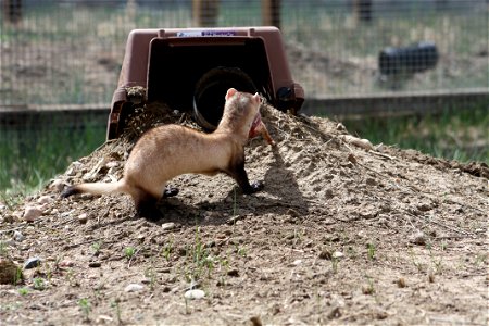 In the summer of 2012, USFWS Region 6 interns visited the National Black-footed Ferret Conservation Center (NBFFCC) in Colorado to learn how the program reintroduces the endangered Black-footed ferret