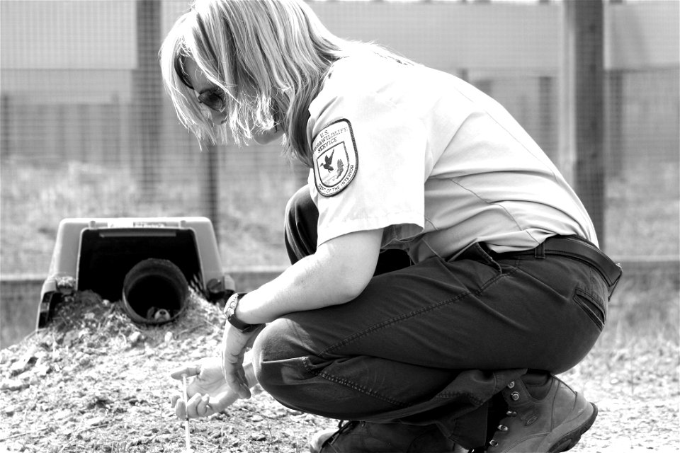 In the summer of 2012, USFWS Region 6 interns visited the National Black-footed Ferret Conservation Center (NBFFCC) in Colorado to learn how the program reintroduces the endangered Black-footed ferret