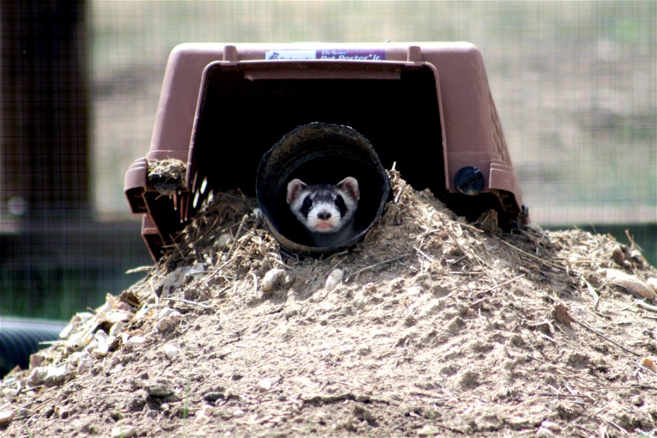 In the summer of 2012, USFWS Region 6 interns visited the National Black-footed Ferret Conservation Center (NBFFCC) in Colorado to learn how the program reintroduces the endangered Black-footed ferret