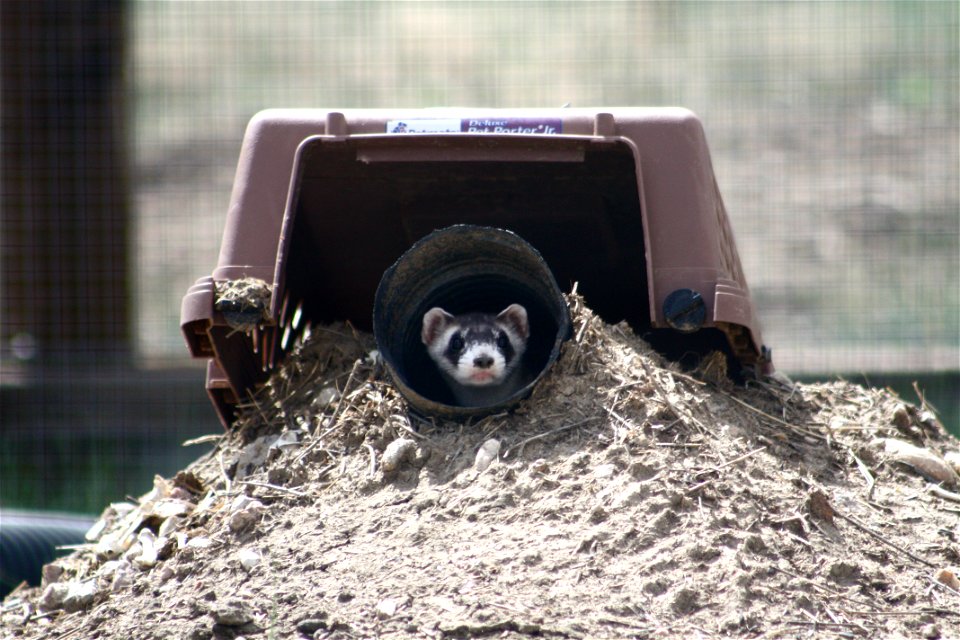In the summer of 2012, USFWS Region 6 interns visited the National Black-footed Ferret Conservation Center (NBFFCC) in Colorado to learn how the program reintroduces the endangered Black-footed ferret