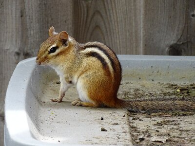 Rodent hairy mammal