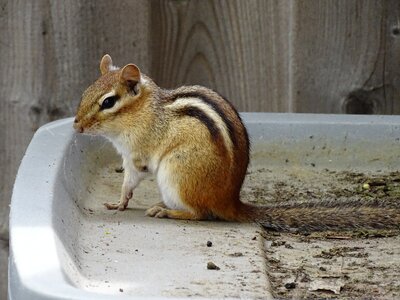 Rodent hairy mammal photo