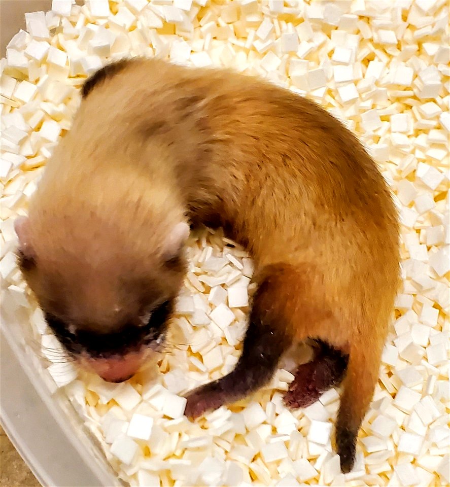 Elizabeth Ann, the first cloned black-footed ferret and first-ever cloned U.S. endangered species, at 26-days old.  
Credit: USFWS National Black-footed Ferret Conservation Center