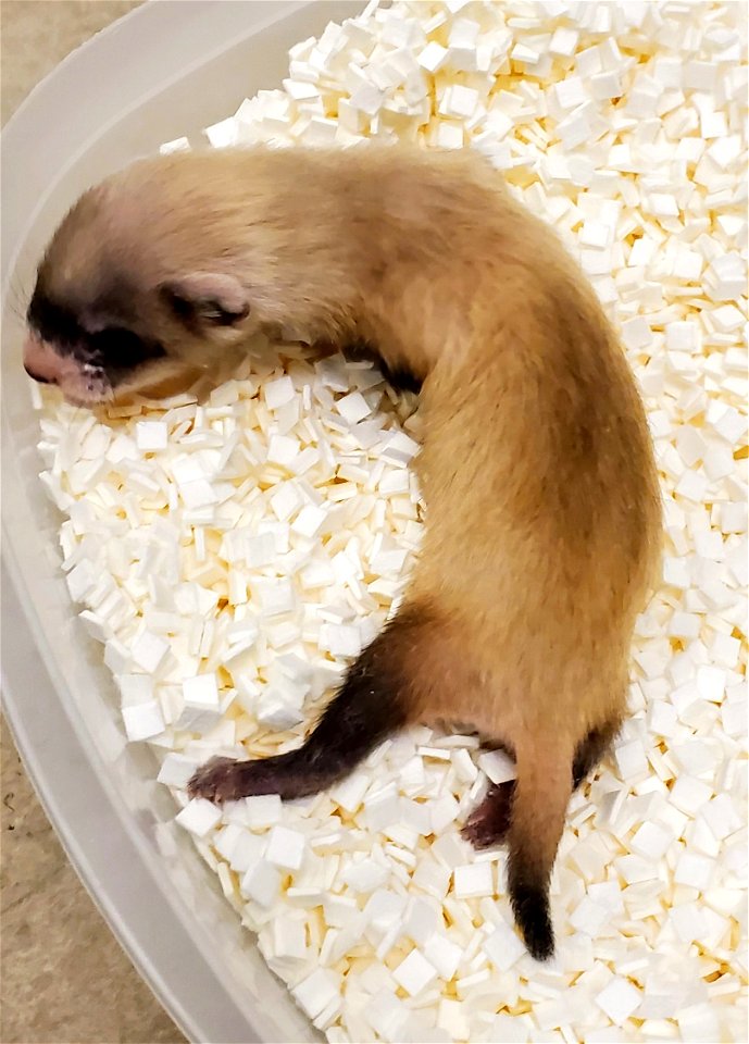Elizabeth Ann, the first cloned black-footed ferret and first-ever cloned U.S. endangered species, at 26-days old.  
Credit: USFWS National Black-footed Ferret Conservation Center