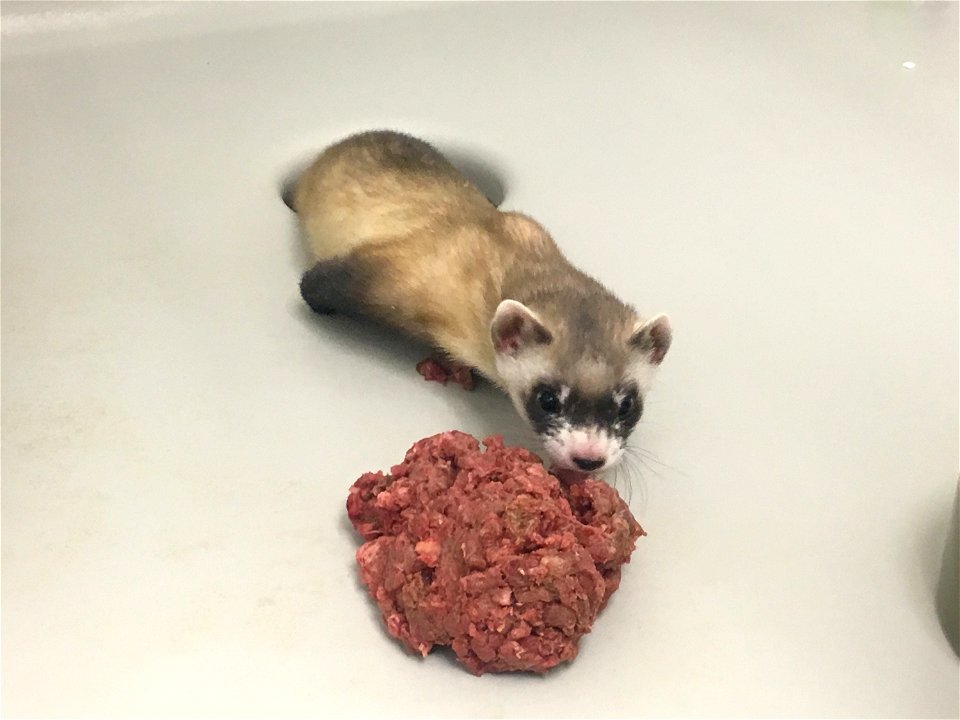 Elizabeth Ann, the first cloned black-footed ferret and first-ever cloned U.S. endangered species, at 60-days old, checks out a snack.  
Credit: USFWS National Black-footed Ferret Conservation Center