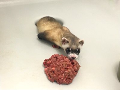 Elizabeth Ann, the first cloned black-footed ferret and first-ever cloned U.S. endangered species, at 60-days old, checks out a snack.  
Credit: USFWS National Black-footed Ferret Conservation Center