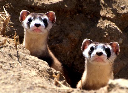 Two endangered black-footed ferret kits peek out from their burrow. BFFs are very curious!

Credit: Kimberly Fraser / USFWS
