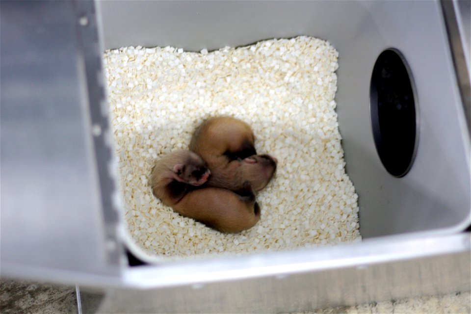 In the summer of 2012, USFWS Region 6 interns visited the National Black-footed Ferret Conservation Center (NBFFCC) in Colorado to learn how the program reintroduces the endangered Black-footed ferret