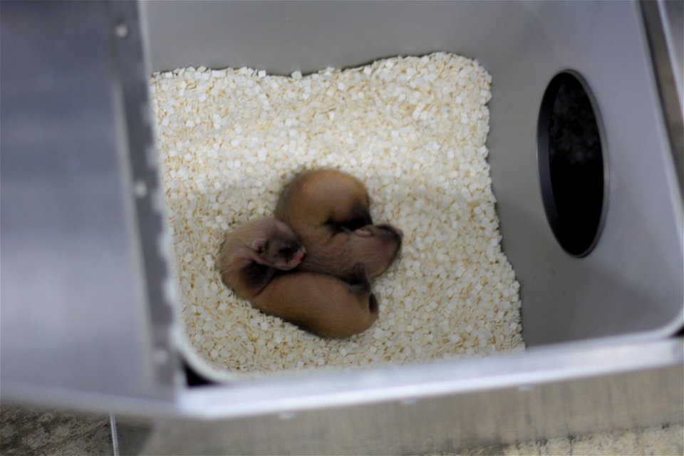 In the summer of 2012, USFWS Region 6 interns visited the National Black-footed Ferret Conservation Center (NBFFCC) in Colorado to learn how the program reintroduces the endangered Black-footed ferret