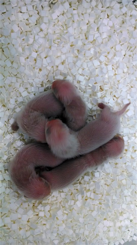 These kits were just one-week-old at the time of this photo (Mid-May, 2014).

Credit: Robyn Bortner / USFWS