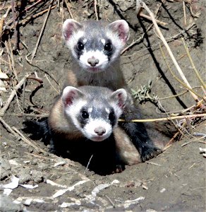 Two young kits peek out from their burrow. Black-footed ferrets are one of the nation's most endangered mammals. Thanks to recovery efforts, however, their numbers are bouncing back.

Credit: USFWS
