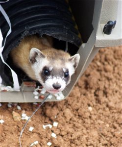 Black-footed Ferret Release —an endangered black-footed ferret that was released on private land on Espee Ranch, AZ, USA as part of a collaborative species recovery effort. These ferrets depend on pra