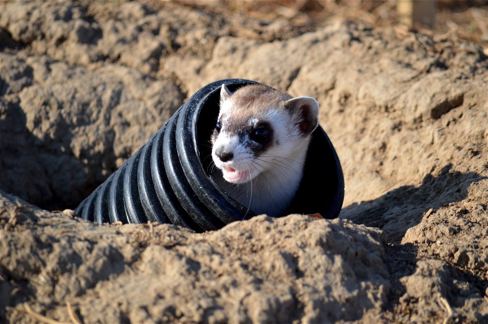 A recently released ferret peers out at its new home.

Photo Credit: Steve Segin / USFWS