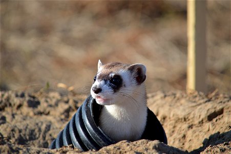 A recently released ferret peers out at its new home.

Photo Credit: Steve Segin / USFWS