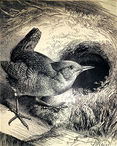 The Wren's Nest - Harrison William Weir.