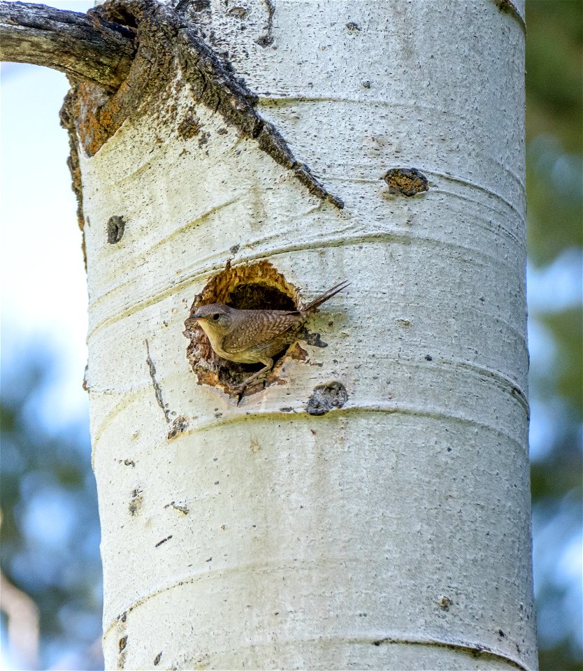 House wren nesting in an aspen on Beaver Pond Trail