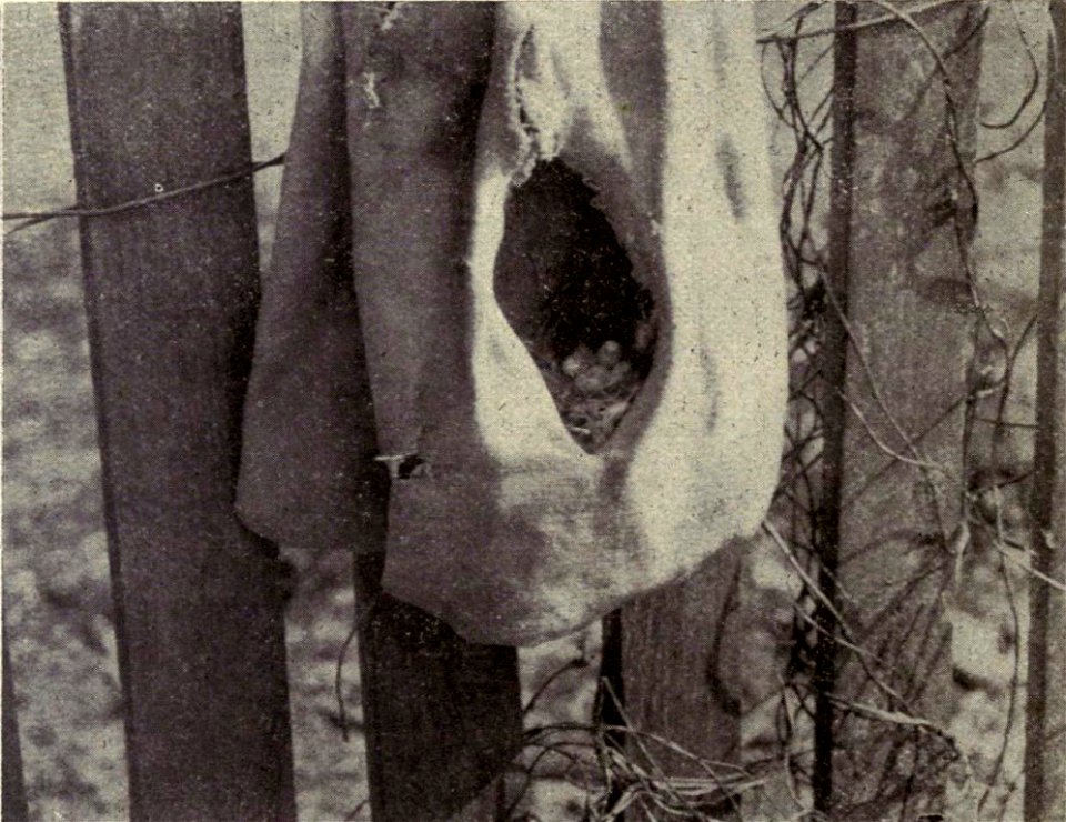 Troglodytes aedon (House Wren)
Caption: "No. 29. Nest and eggs of House Wren in sack hanging on fence. Hole in sack was enlarged to show nest."