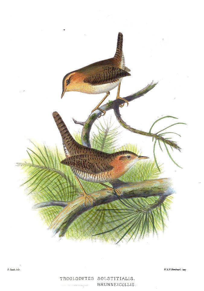 Troglodytes solstitialis
Troglodytes brunneicollis = Troglodytes aedon brunneicollis