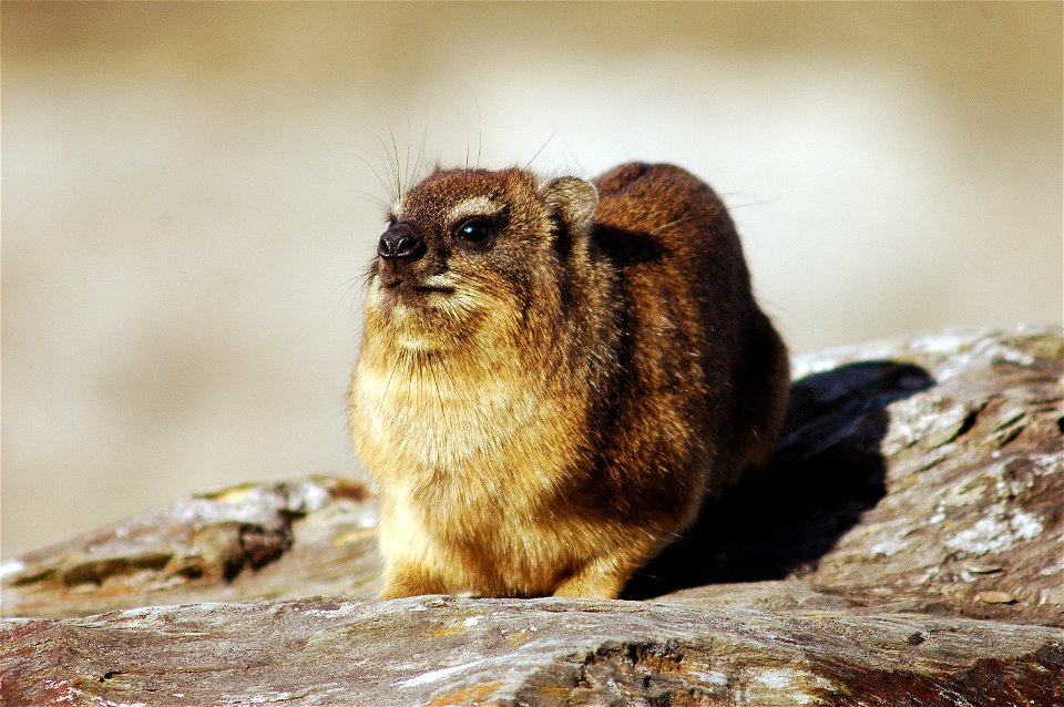 A dassie lying in the Sun in Hermanus, South Africa