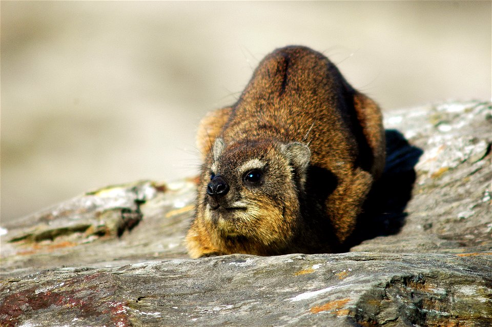 A dassie lying in the Sun in Hermanus, South Africa
