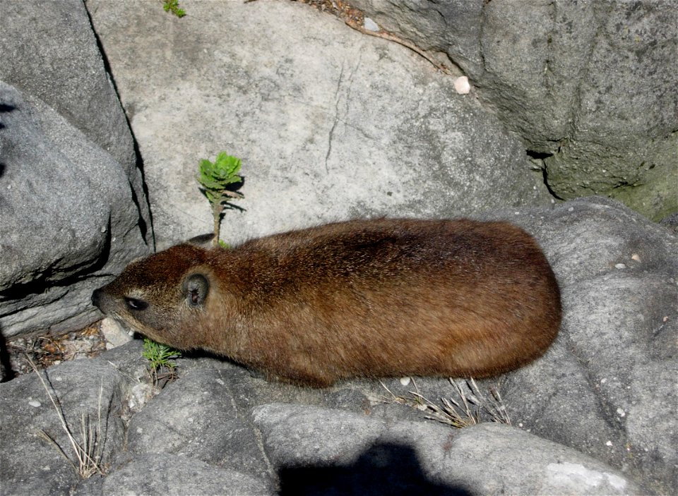 Dassie (Cape Hyrax) photgraphed on Table Mountain, Cape Town in February 2005 by Anthony Steele. The photo was taken on the rocks near the upper cable car station.