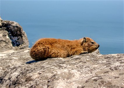 Dassie (Cape Hyrax) photgraphed on Table Mountain, Cape Town in February 2005 by Anthony Steele. The photo was taken on the rocks near the upper cable car station. The sea is visible in the background photo