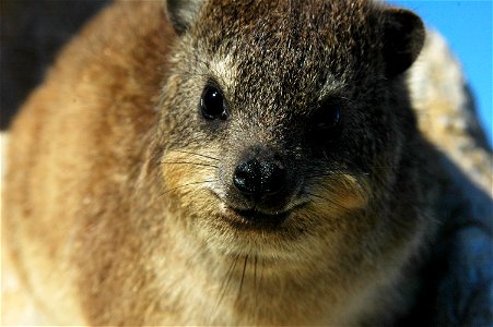 A dassie lying in the Sun in Hermanus, South Africa