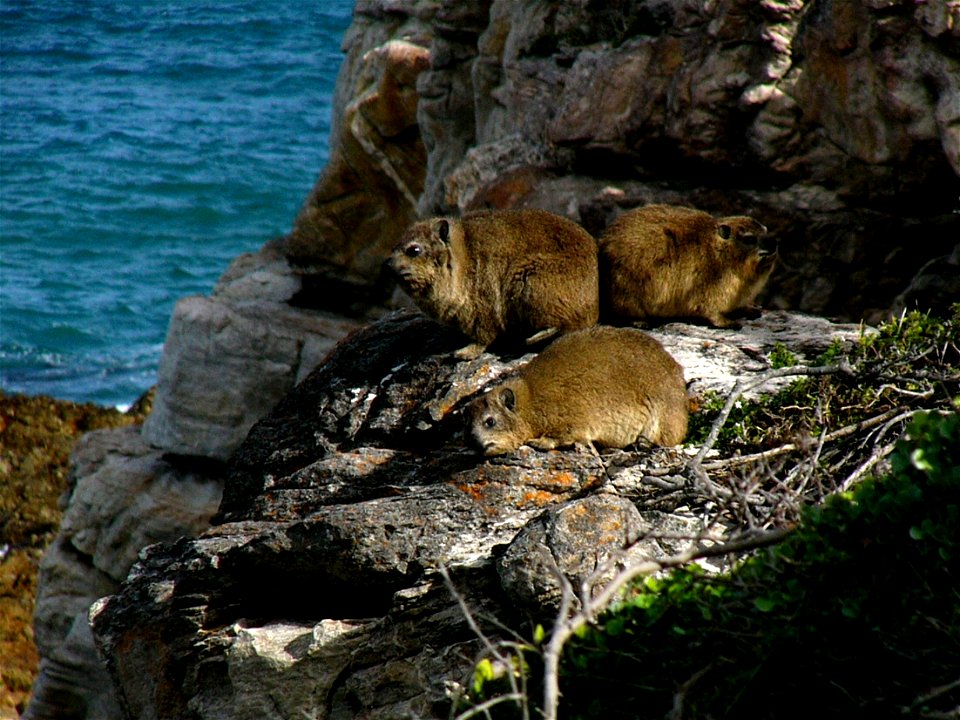 Klippschliefer in Hermanus (Südafrika)