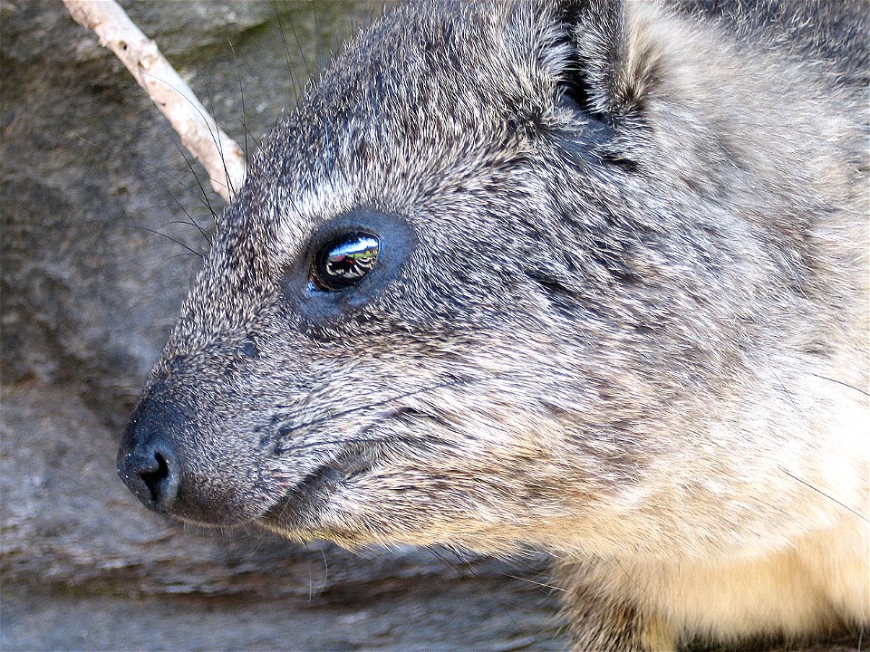 A very curious dassie in Hermanus, South Africa