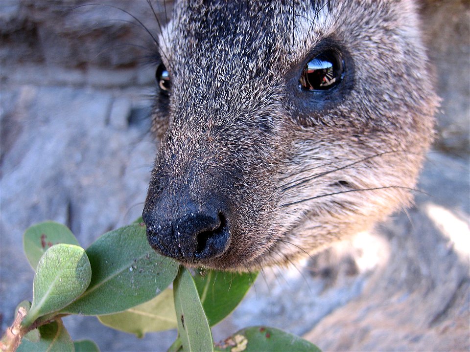 A very curious dassie in Hermanus, South Africa