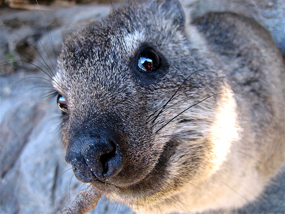 A very curious dassie in Hermanus, South Africa