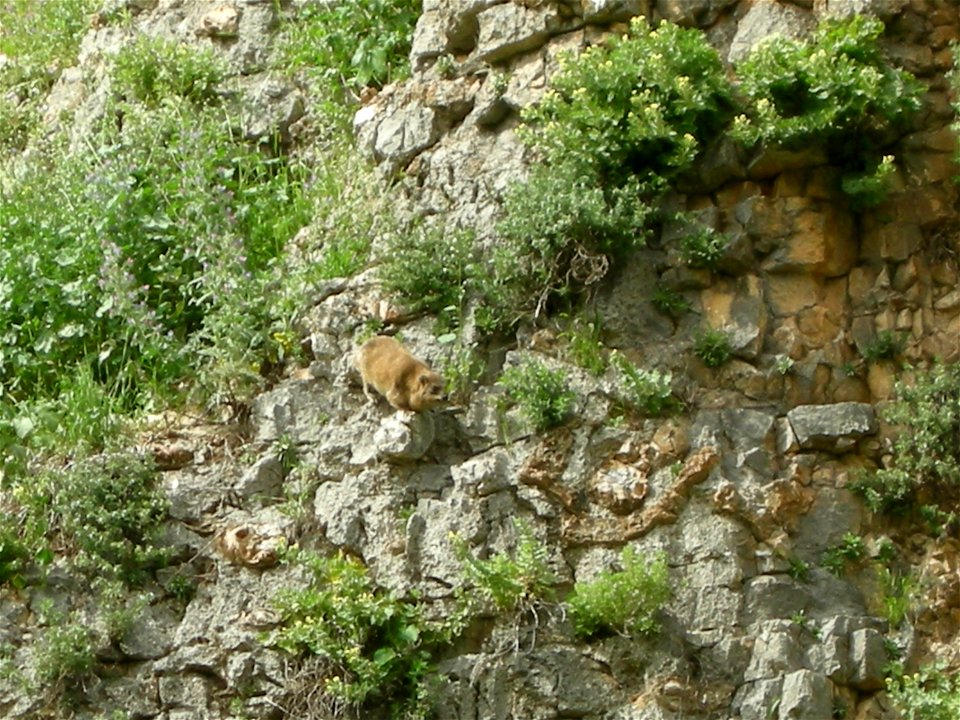 Bloom In Nahal Amud