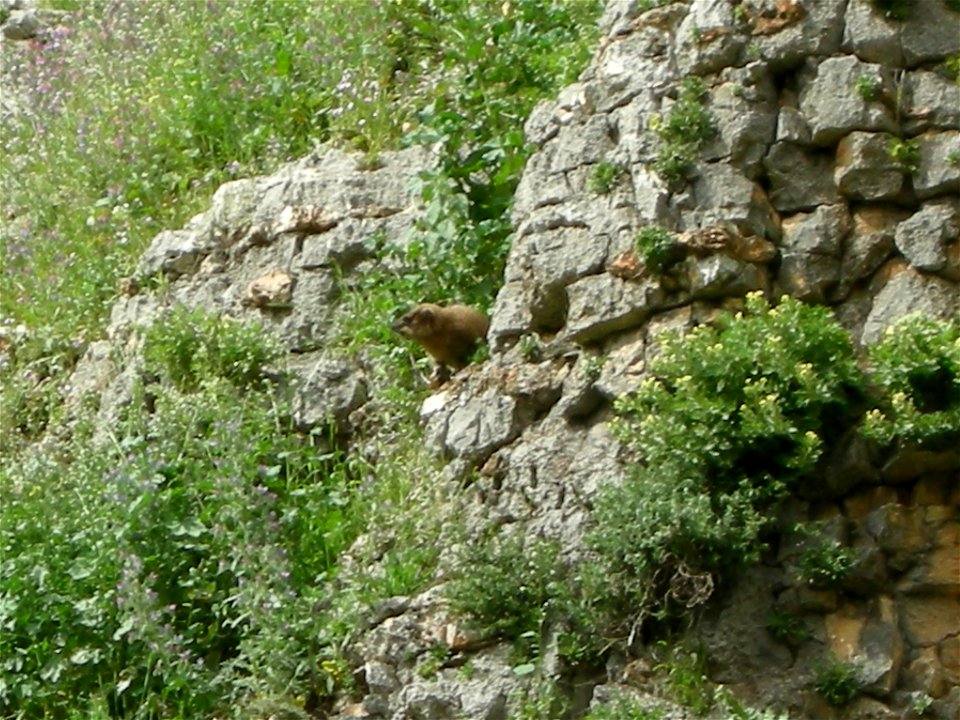 Bloom In Nahal Amud