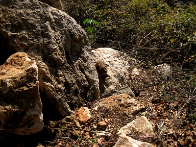 The Banias Spring emerges at the foot of Mount Hermon and flows powerfully through a canyon for 3.5 km, eventually leading to the Banias Waterfall, the most impressive cascade in Israel.