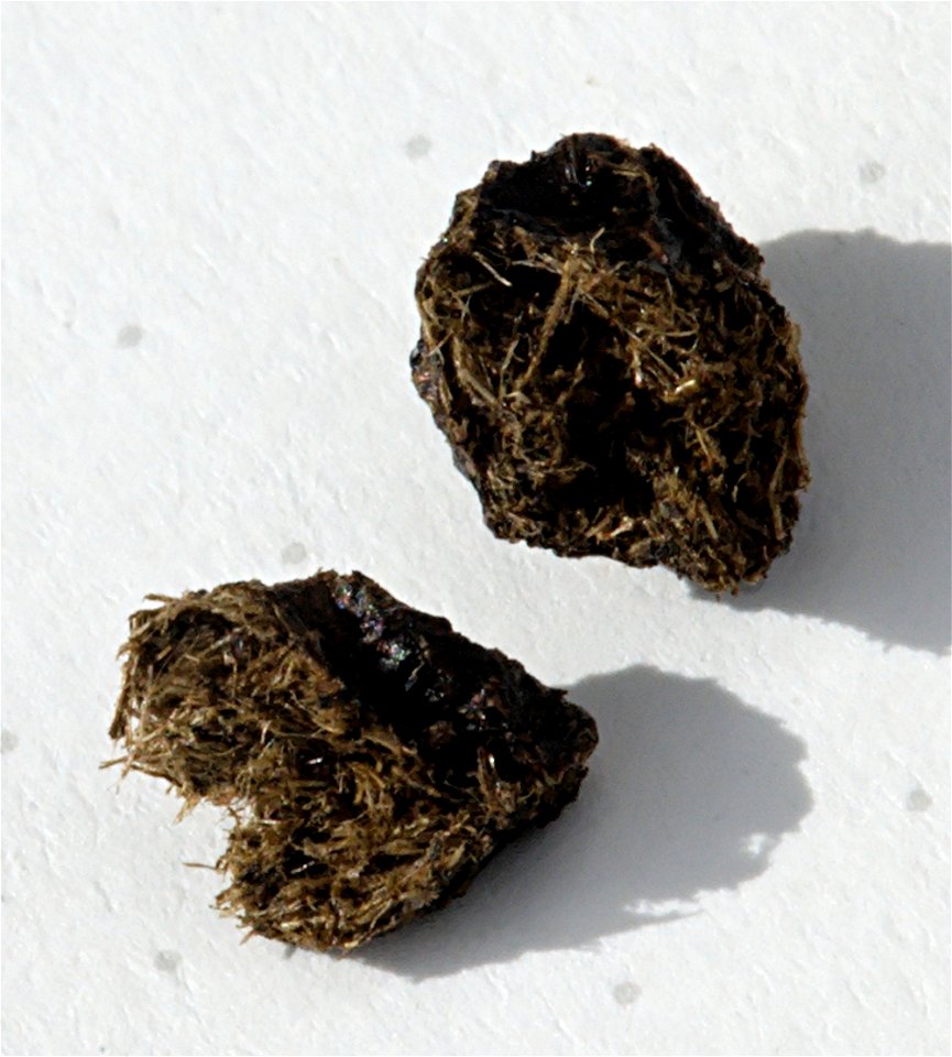 Droppings of a feral rabbit (Oryctolagus cuniculus), Auvergne, France. Distance between dots on the paper are 0.5 cm.