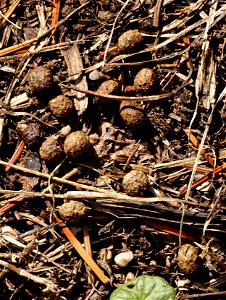 Droppings of a feral rabbit (Oryctolagus cuniculus), Auvergne, France.