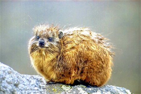 Klipdas (Hyrax) op Mount Kenya. De foto is genomen bij McKinders hut op 4300 meter.
