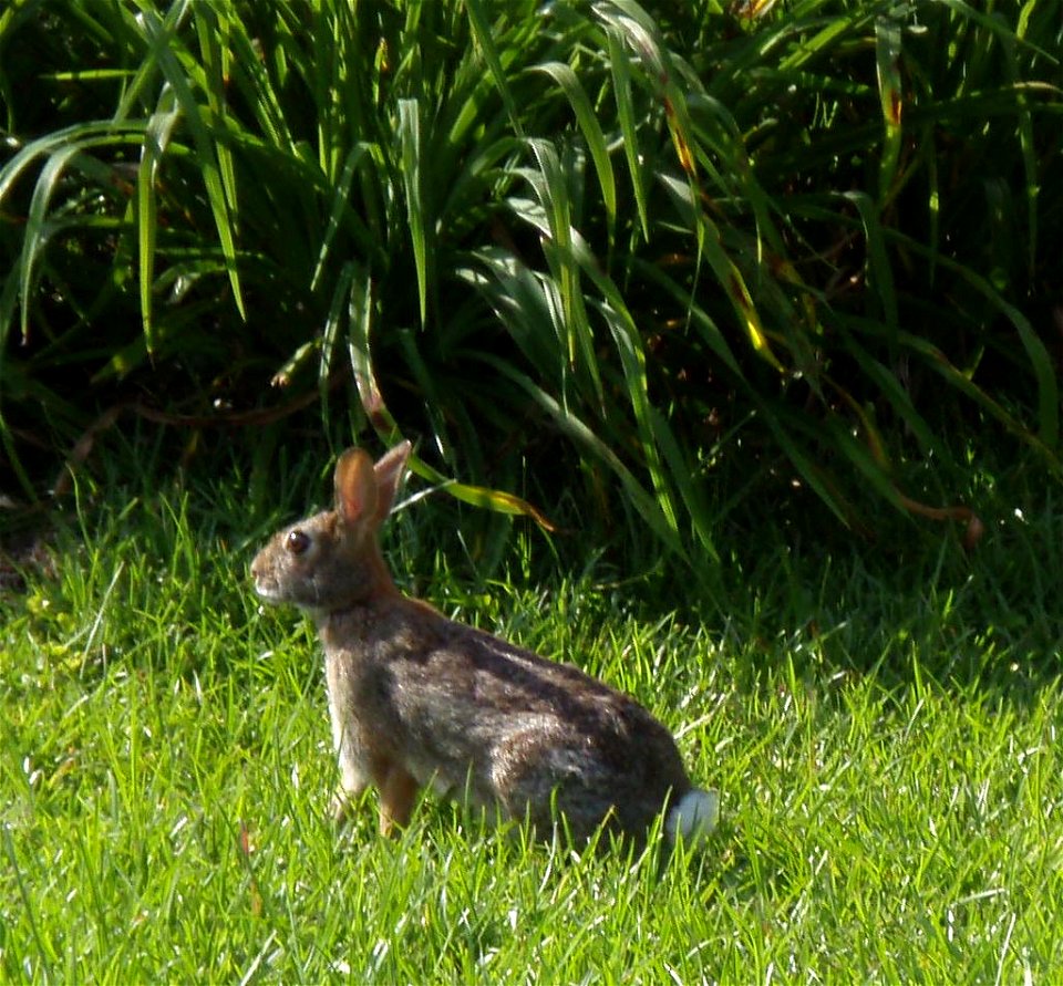 A rabbit's side view.