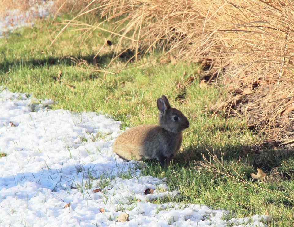 Free living young european rabbit (Oryctolagus cuniculus) during winter in Černý Most, Prague, Czech Republic, December 2017