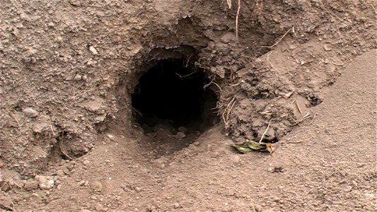 Oryctolagus cuniculus, Czech Republic, Soukromá zahrada v centru obce Dobřichovice