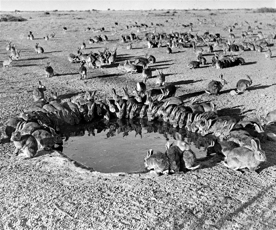 Rabbits around a waterhole at the myxomatosis trial enclosure on Wardang Island in 1938.  National Archives of Australia: barcode - 11145789, series accession number A1200/19.