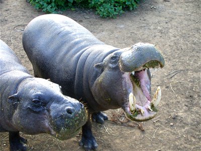 These two pygmy hippopotamus are long-time residents of the Mount Kenya Wildlife Conservancy. Here they are shown interrupting their evening meal to beg for sugar cane.


Author's licensing as PD expl