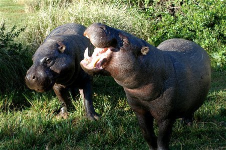 Here is a photo of a pygmy hippopotamus pair at the Mount Kenya Wildlife Conservancy. The two were a gift to the people of Kenya (from a country in West Africa - I forget which) and are better cared f photo