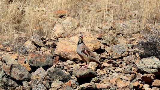 From the field: Chukars scamper about at Leslie Gulch in eastern Oregon. #wildlife photo: Larry Moore, BLM Vale, Oct. 6, 2015.
Oregon Department of Fish and Wildlife on chukars: The chukar partridge i