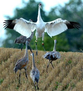 Photo by Jim Hudgins/USFWS.