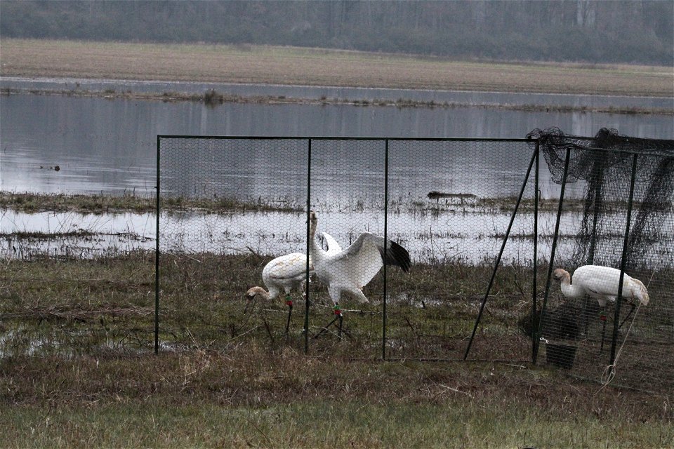 Three juvenile Whooping Cranes (Grus americana) begin to leave a holding pen on Wheeler National Wildlife Refuge, Decatur, Alabama. Photo by Bill Gates, USFWS Feb. 10, 2012