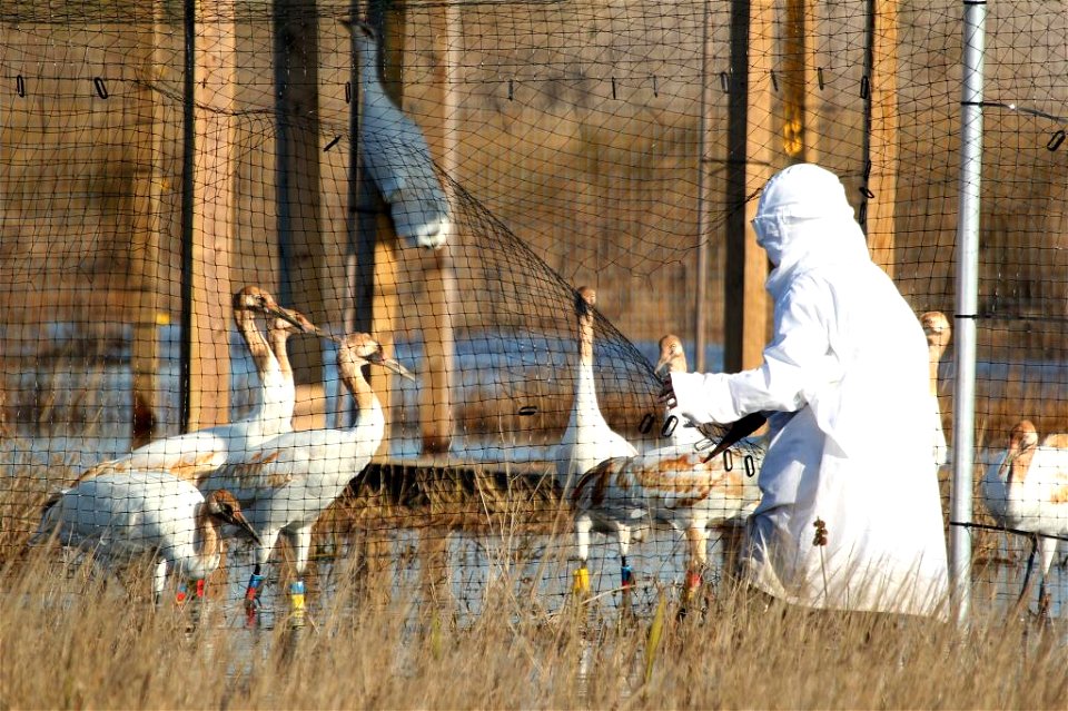 Sara Zimorski of the Louisiana Department of Wildlife and Fisheries dressed in a whooping crane costume, opening a section of fence in the top-netted pen to let the birds into an open pen.

Photo cred