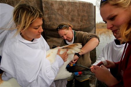 Each bird gets a unique combination of color bands and color coded transmitters that allow scientists to track and monitor as well as identify each individual as they disperse away from the release pe photo