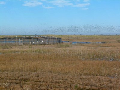 Newly arrived 2011 cohort in the top-netted pen in the White Lake Wetlands Conservation Area (WLWCA) with a large flock of ducks and geese flying over the marsh in the background.

Photo credit: Sara 